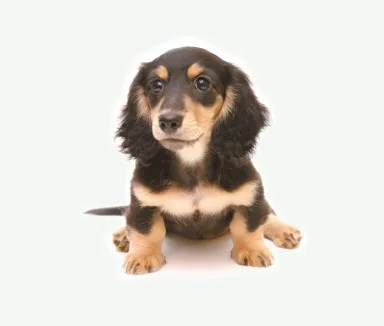 ペット同居可能image