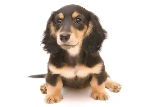 ペット同居可能Image