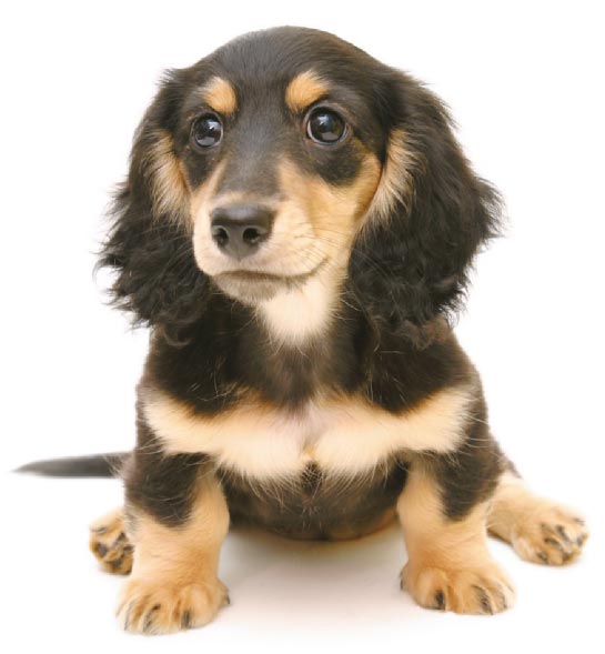 ペット同居可能