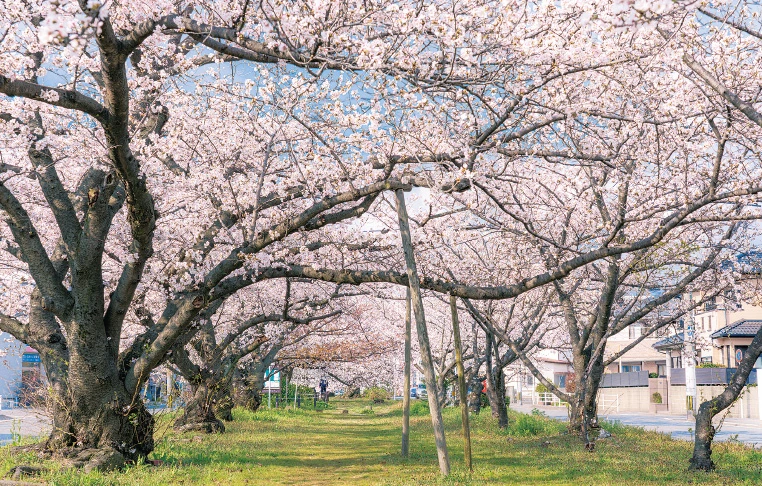 桜並木通りImage