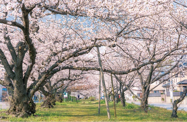 満開の桜並木（2025年4月）Image